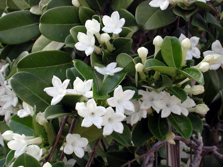 fiori stephanotis