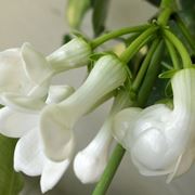 Fiori Stephanotis