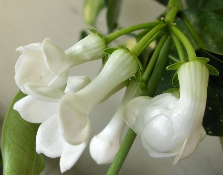 Fiori Stephanotis