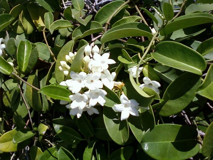 Pianta Stephanotis