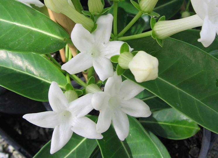 Boccioli Stephanotis