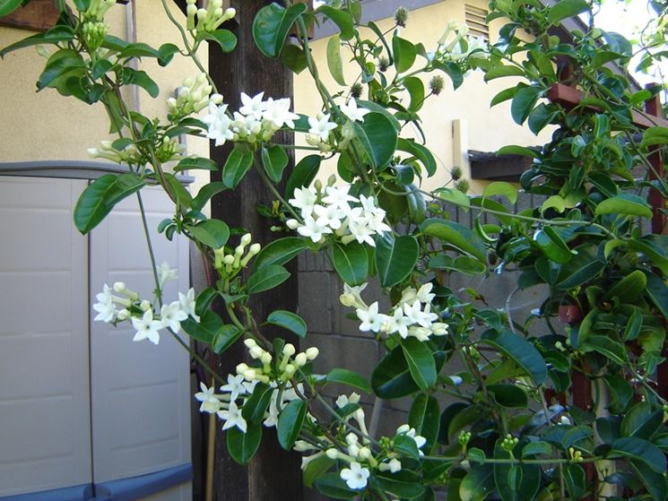 Stephanotis coltivazione