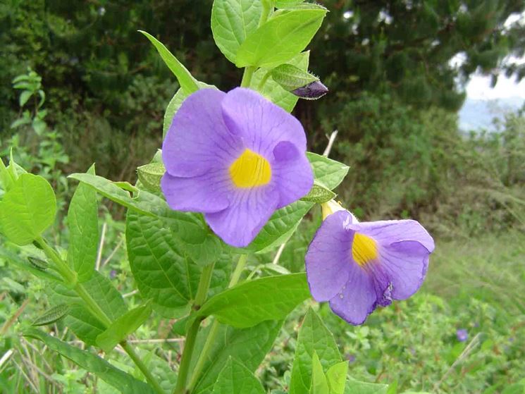 Thunbergia natalensis