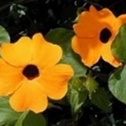 thunbergia