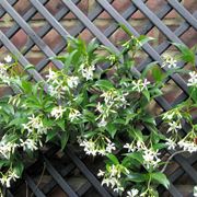 trachelospermum jasminoides