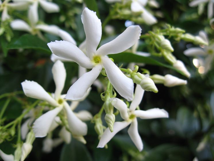 fiori <em>trachelospermum</em> jasminoides