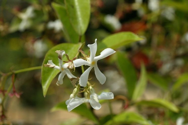 trachelospermum majus