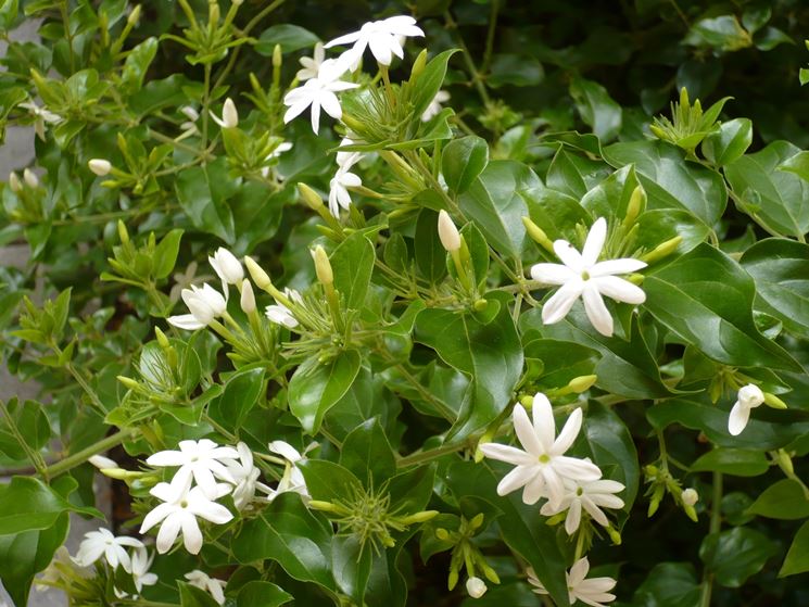 trachelospermum jasminoides