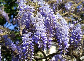 Glicine  -  Wisteria floribunda 