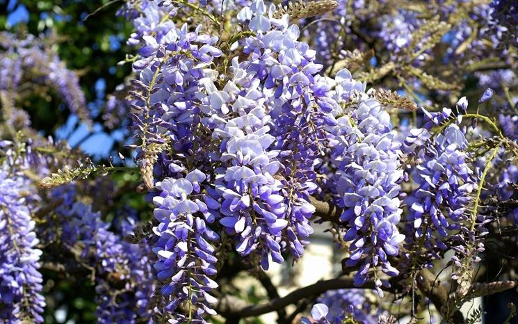 Glicine - Wisteria floribunda - Wisteria floribunda - Rampicanti - Glicine  - Wisteria floribunda - Rampicanti