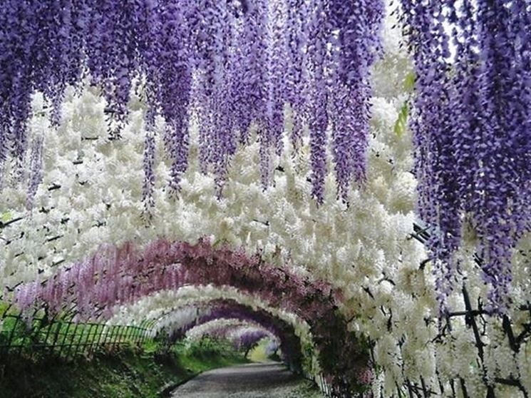 Glicine - Wisteria floribunda - Wisteria floribunda - Rampicanti - Glicine - Wisteria floribunda ...