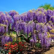 wisteria floribunda