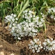 allium napoletanum