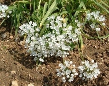 allium napoletanum