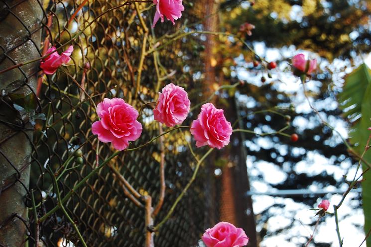 Una rosa su un libro