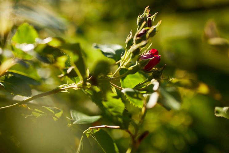 rose rosse