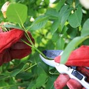 quando si potano le rose