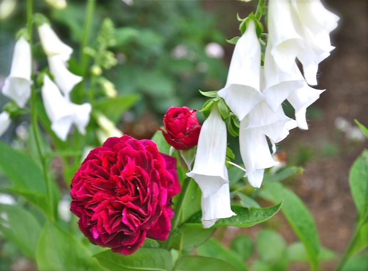 Individuare la tipologia di rosa e l'et della pianta.