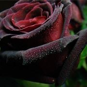 Rose nere - Rose - Pianta rosa nera