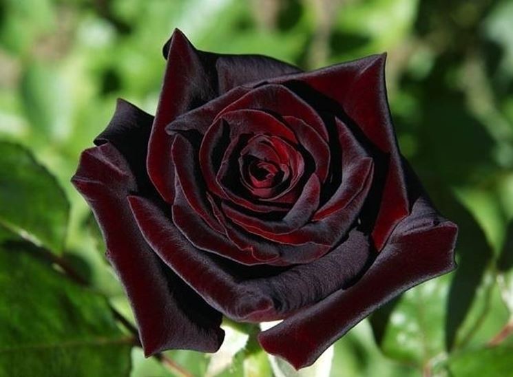 Il fiore della rosa baccara ha circa 40 petali