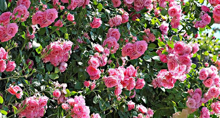rose