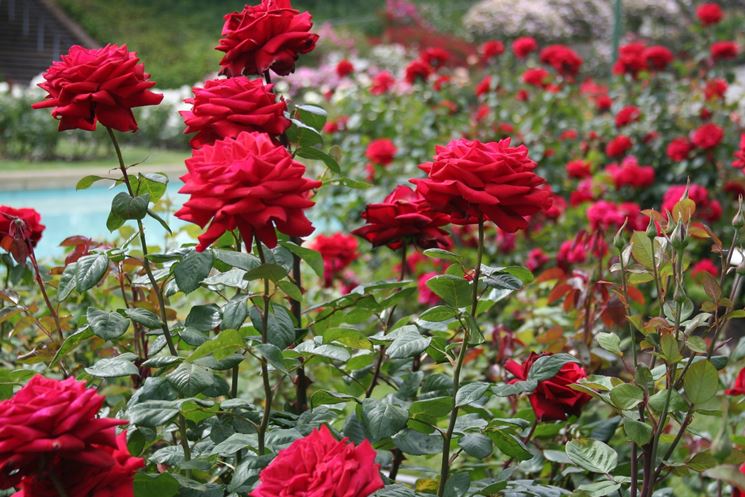 Meravigliosa rosa bianca