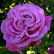 rosa fiore
