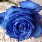 Rosa blu naturale