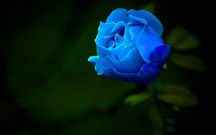 Bouquet rose blu