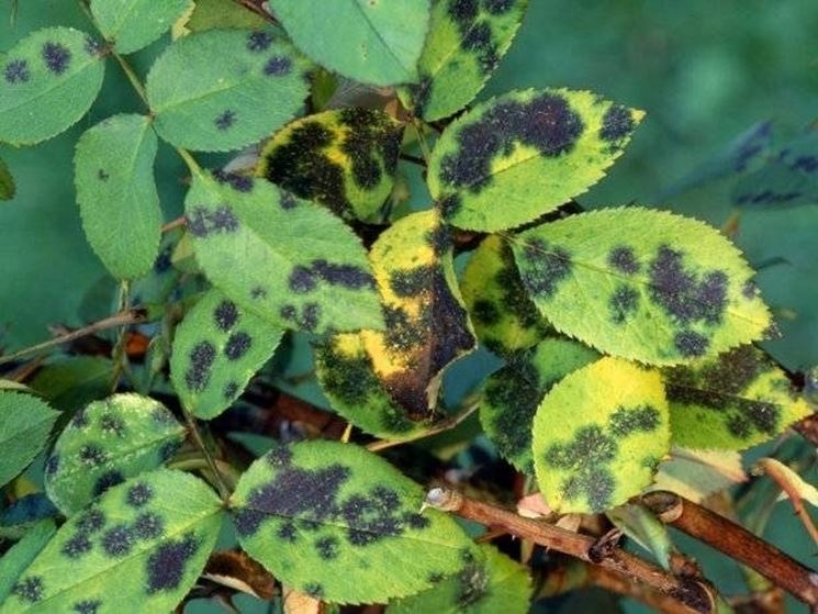 malattia della rosa: macchia nera