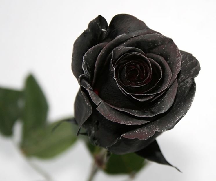 rosa nera