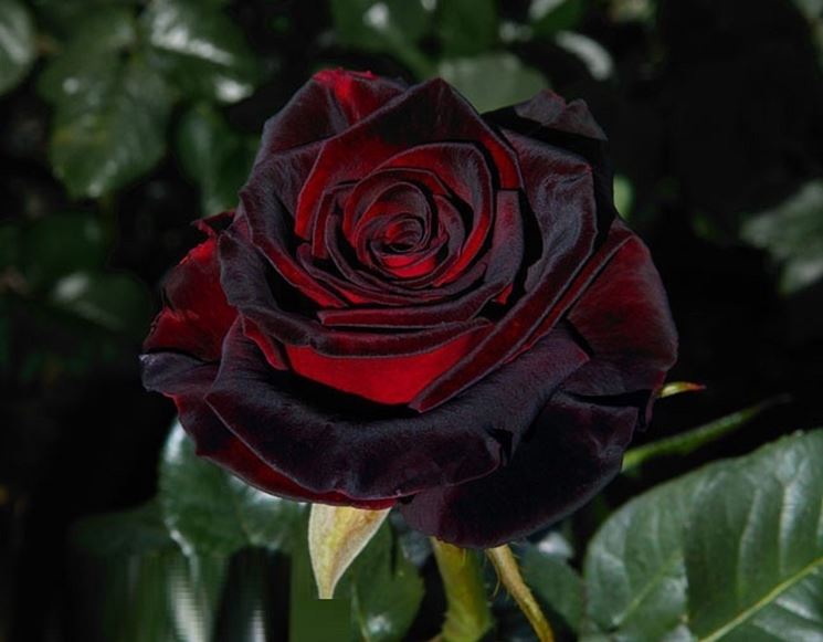 Black Baccara rosa nera