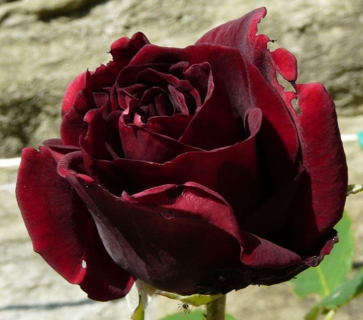 Guine rosa nera