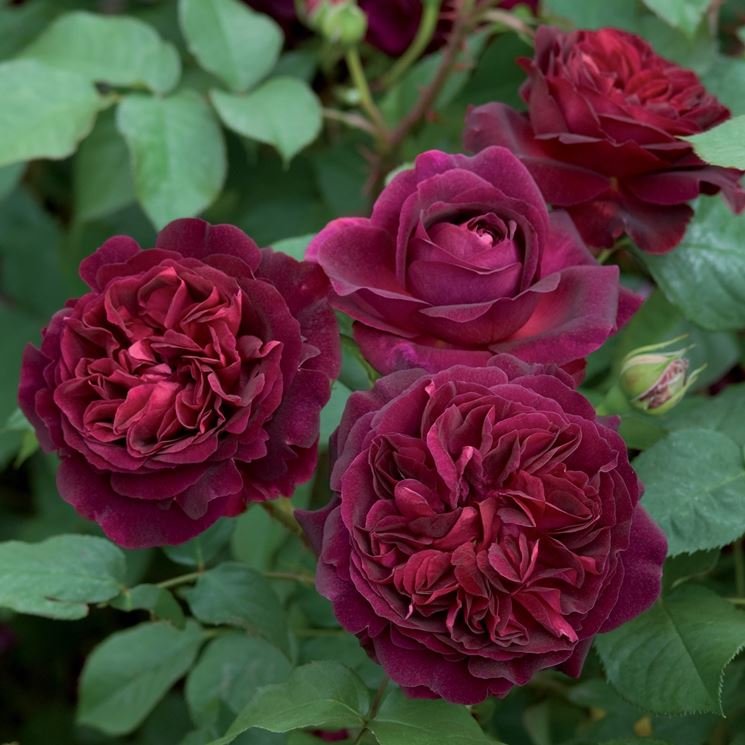 Munstead Wood rosa nera