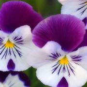 viole