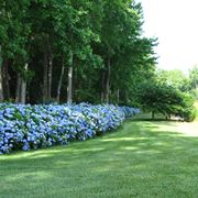 Siepe da giardino con ortensie