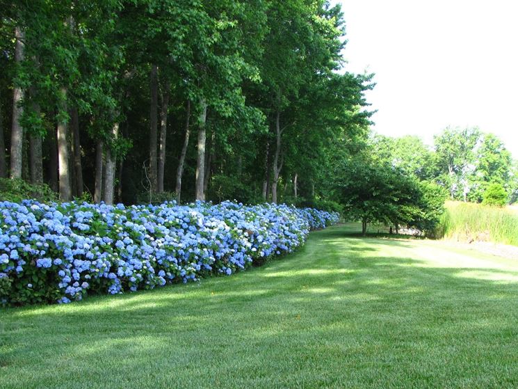 Siepe da giardino con ortensie