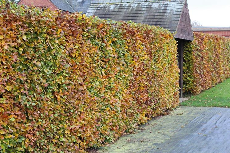 siepe di faggio in autunno