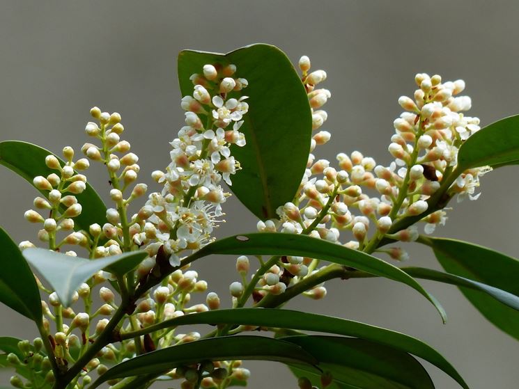 Lauroceraso foglie fiori