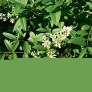 Ligustrum vulgare