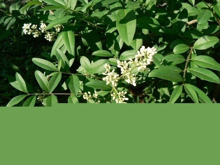 Ligustrum vulgare