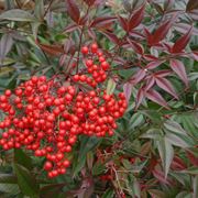 Bacche di nandina