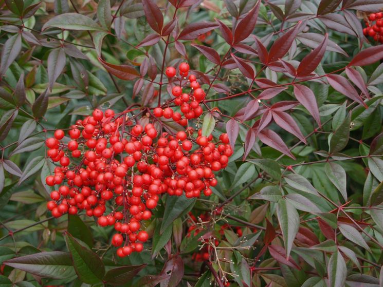 Bacche di nandina