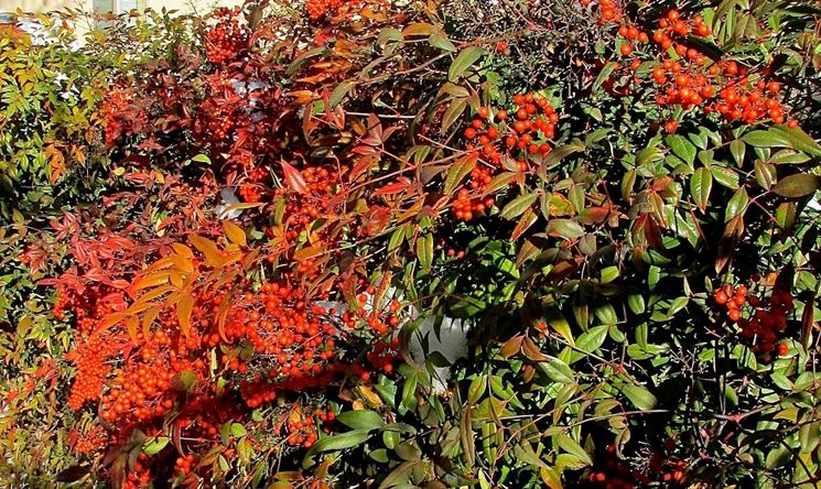 Nandina domestica