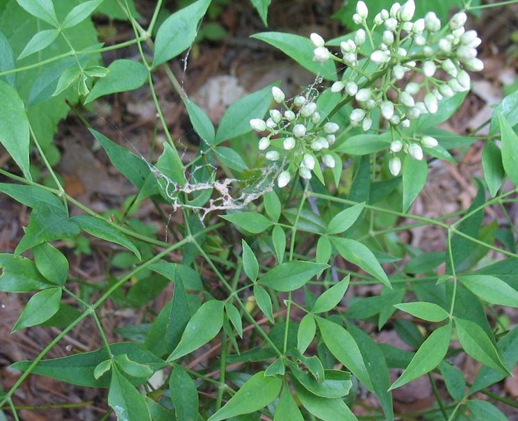 Nandina in fiore