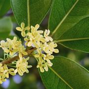 fiorellini di osmanthus fragrans