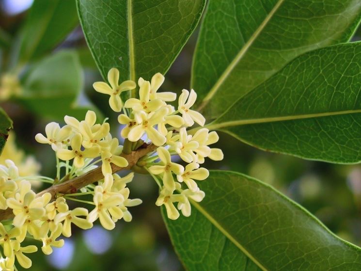 fiorellini di osmanthus fragrans