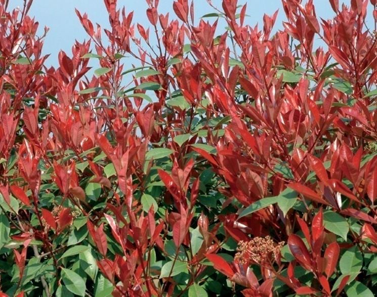 Siepe di photinia x fraseri