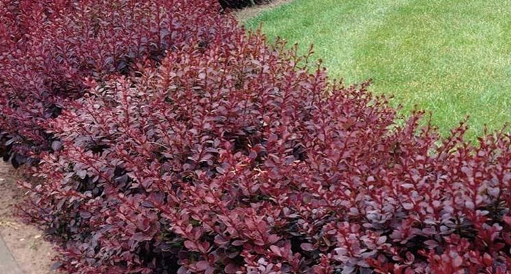 Siepe di berberis