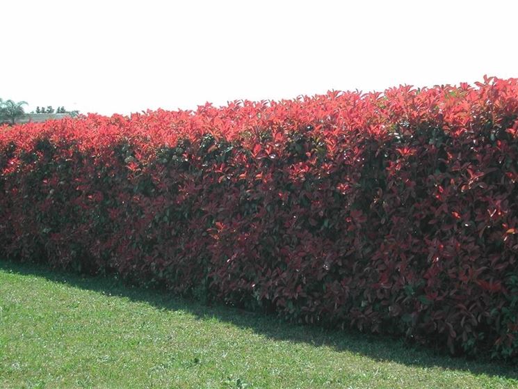 Siepe di Photinia Red Robin